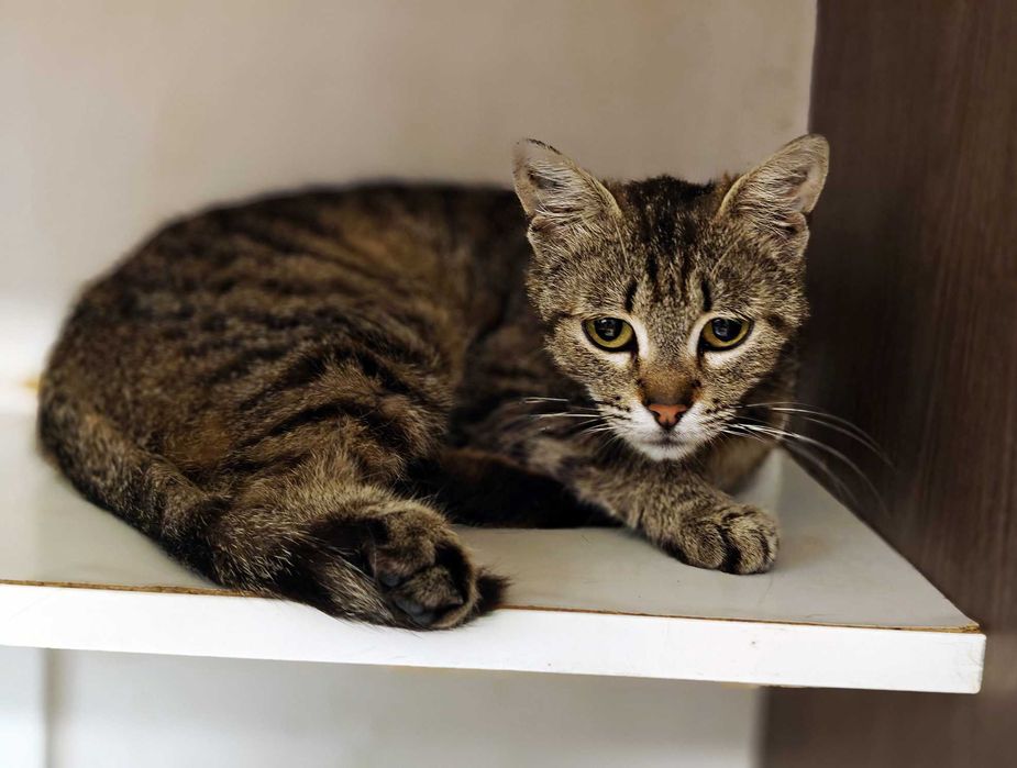 Няшна і ніжна кішечка Квітя (10 міс) чекає на свою людину! Кіт, кішка