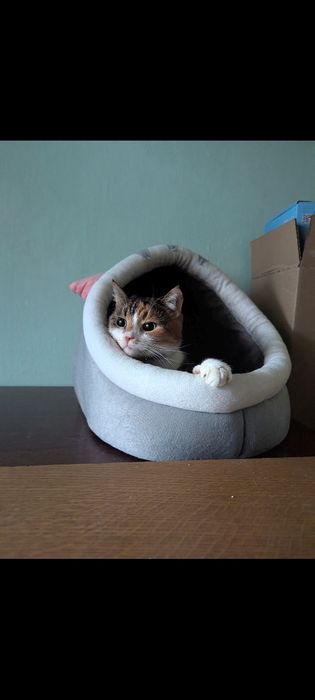 Кошечка шукає нову родину