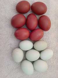 Jaja lęgowe araukana ogoniasta i marans