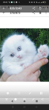 Продам белоснежного длинношерстного вислоухого шотландского котика,