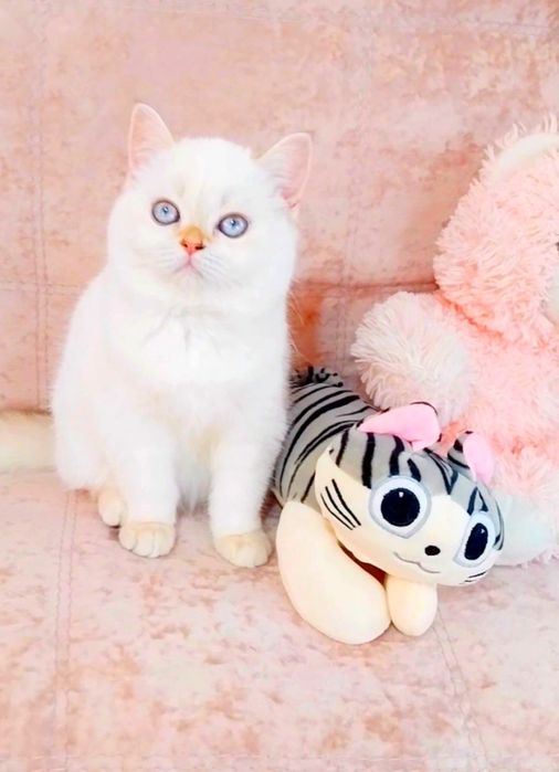 Біленьке плюшеве ведмежатко Дівчинка очаровашка