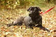 Czekoladowy Tenor w typie labradora szuka domu!