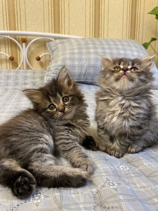 Віддаю кошенят полупородисті