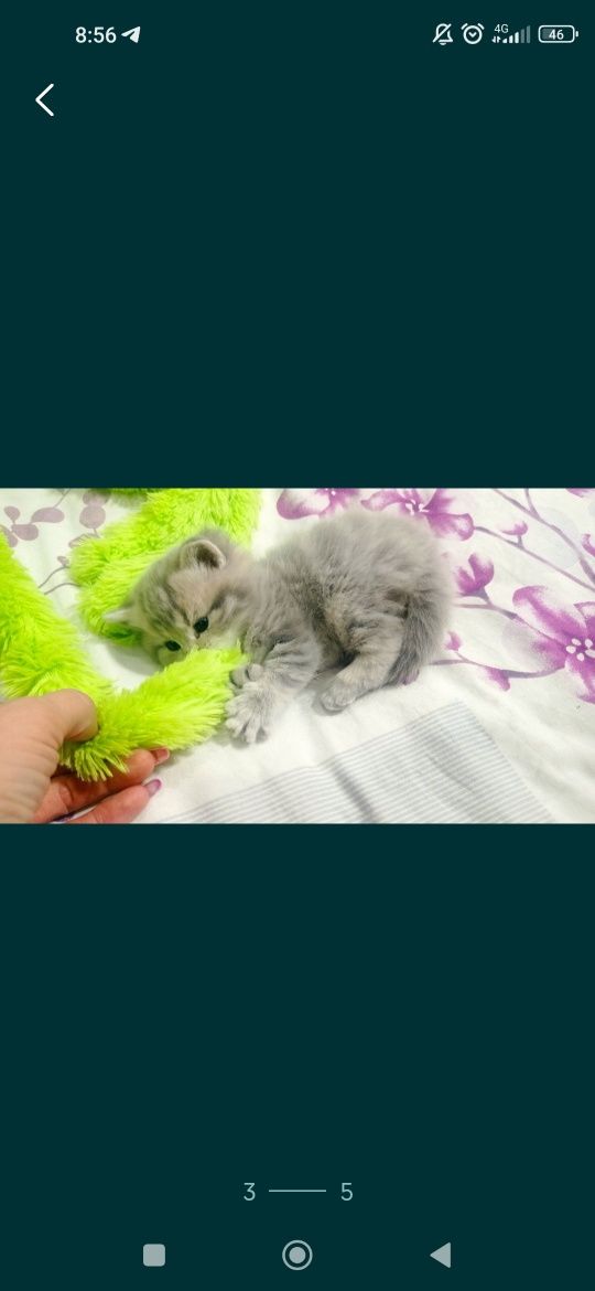 Шотландські кошенята
