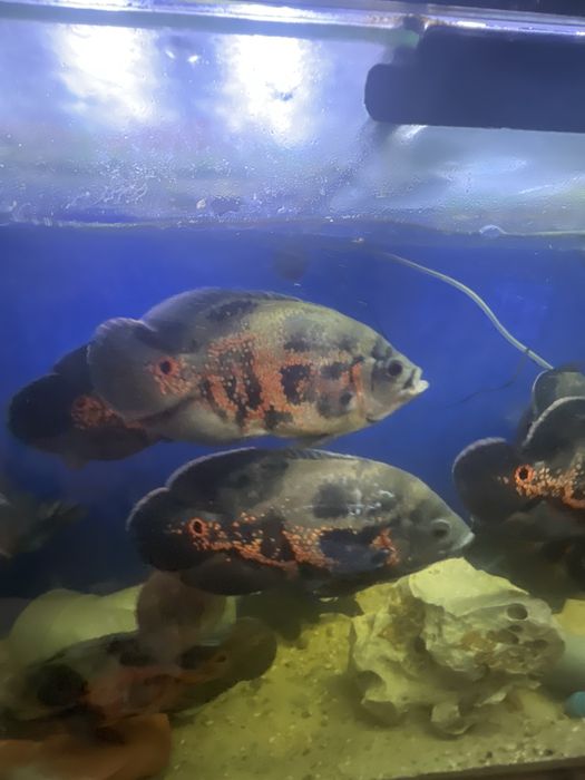 Ciclídeos americano