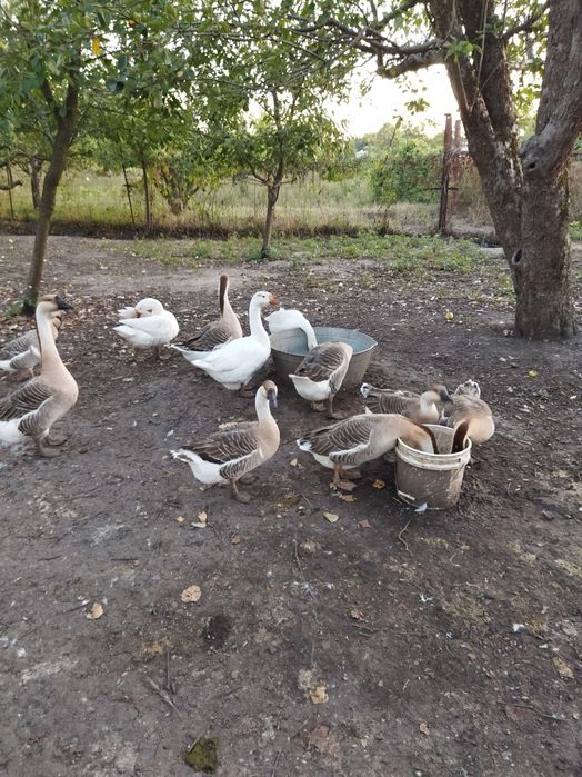 Обмін на бараболю моїх гусей, на зерно, сіно, кабаки, кормові буряки