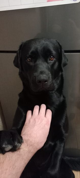 Шукаємо сучку для в'язки .