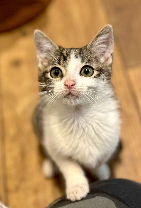 Michalina gorąco poleca się do adopcji:)