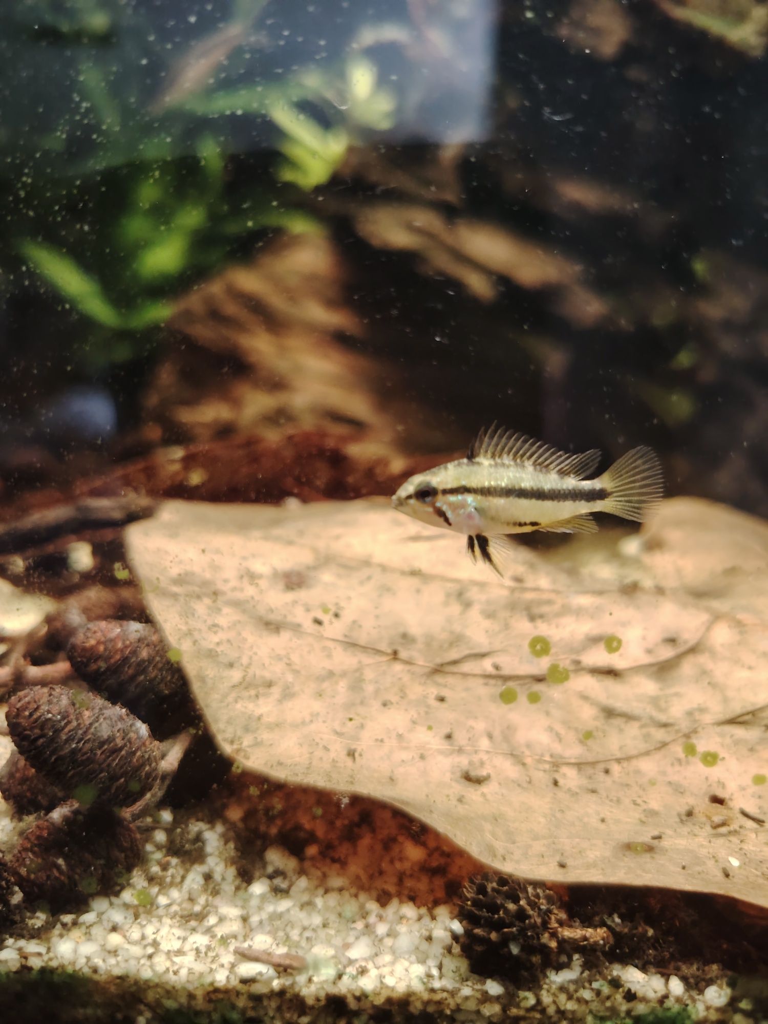 Casal Apistogrammas trifasciata