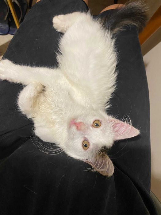 Чарівна  Хлоя шукає дім і люблячу родину! Кішка, кошеня 5 місяців