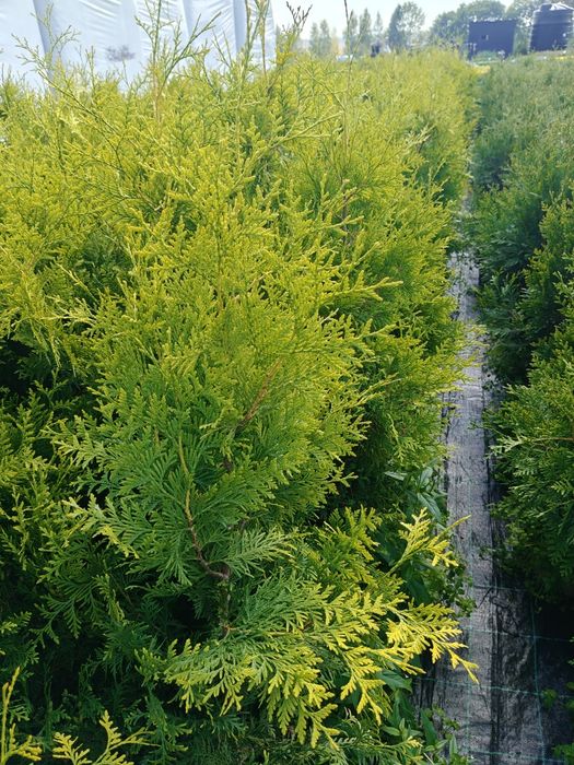 Żywotnik zachodni 'Salland', Thuja Salland, doniczka 100-110 cm.