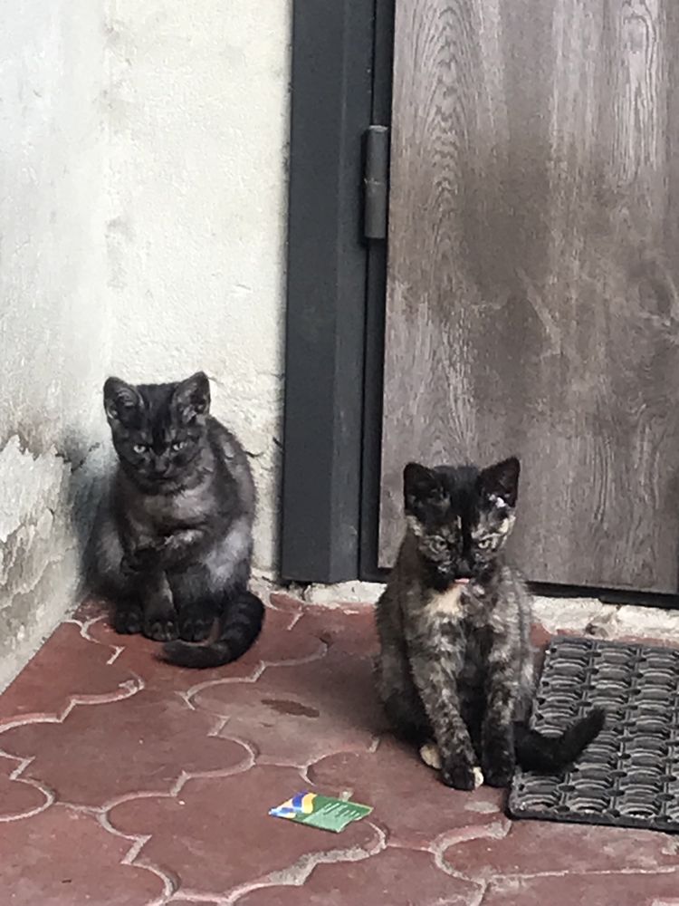 Віддам котиків у добрі руки