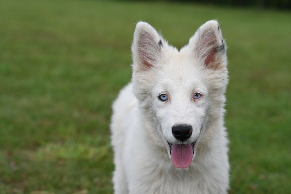 Łajka jakucka nie owczarek nie collie nie samojed