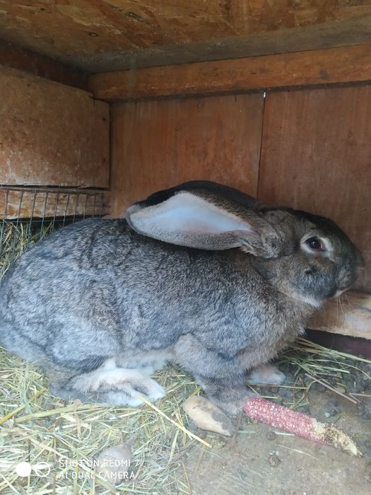 Продам кролів на розвід