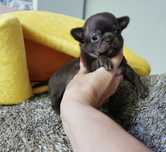 Dziewczynka czekoladowa chihuahua CUDO