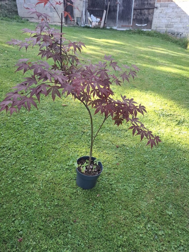 Acer  atropurpureum