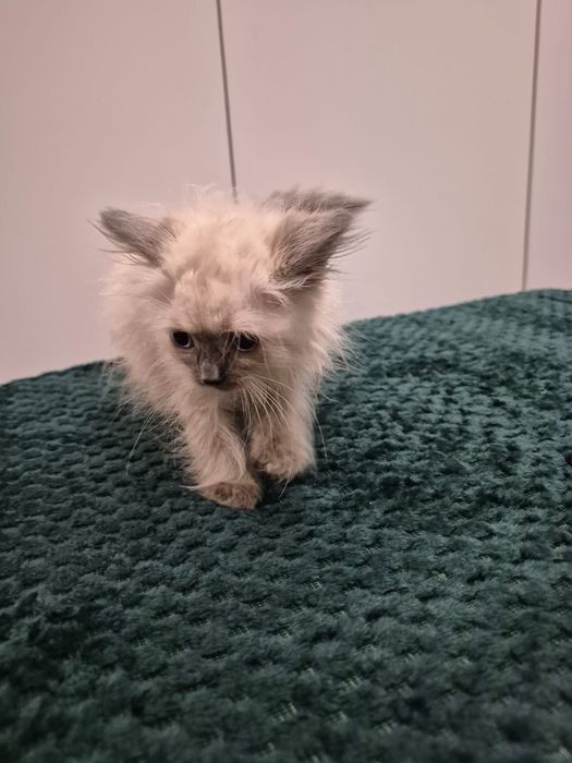 po Championach rodowód FPL FIFE Neva Masquerade kotka kot Syberyjski