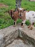 Cabras Anãs 2 Machos