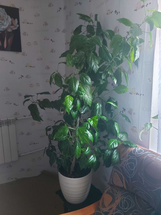 Drzewko w domu - Hibiscus syriacus, Włocławek. Zimna