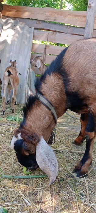 Продається дійна коза