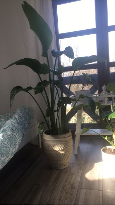 Strelicia Nicolai 2,5m