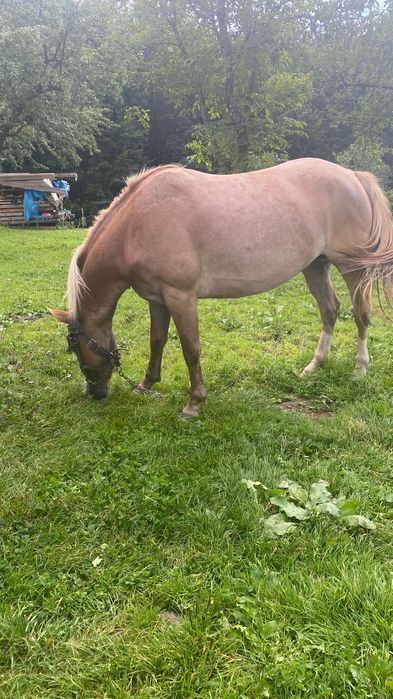 Продам кобилу 4 роки