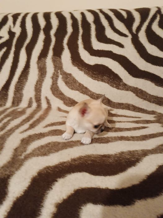 Malutka dziewczynka chihuahua