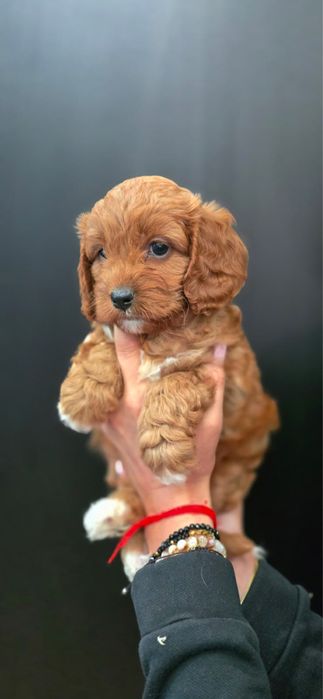 Cavapoo ciemny badania genetyczne test Campbella komplet szczepień