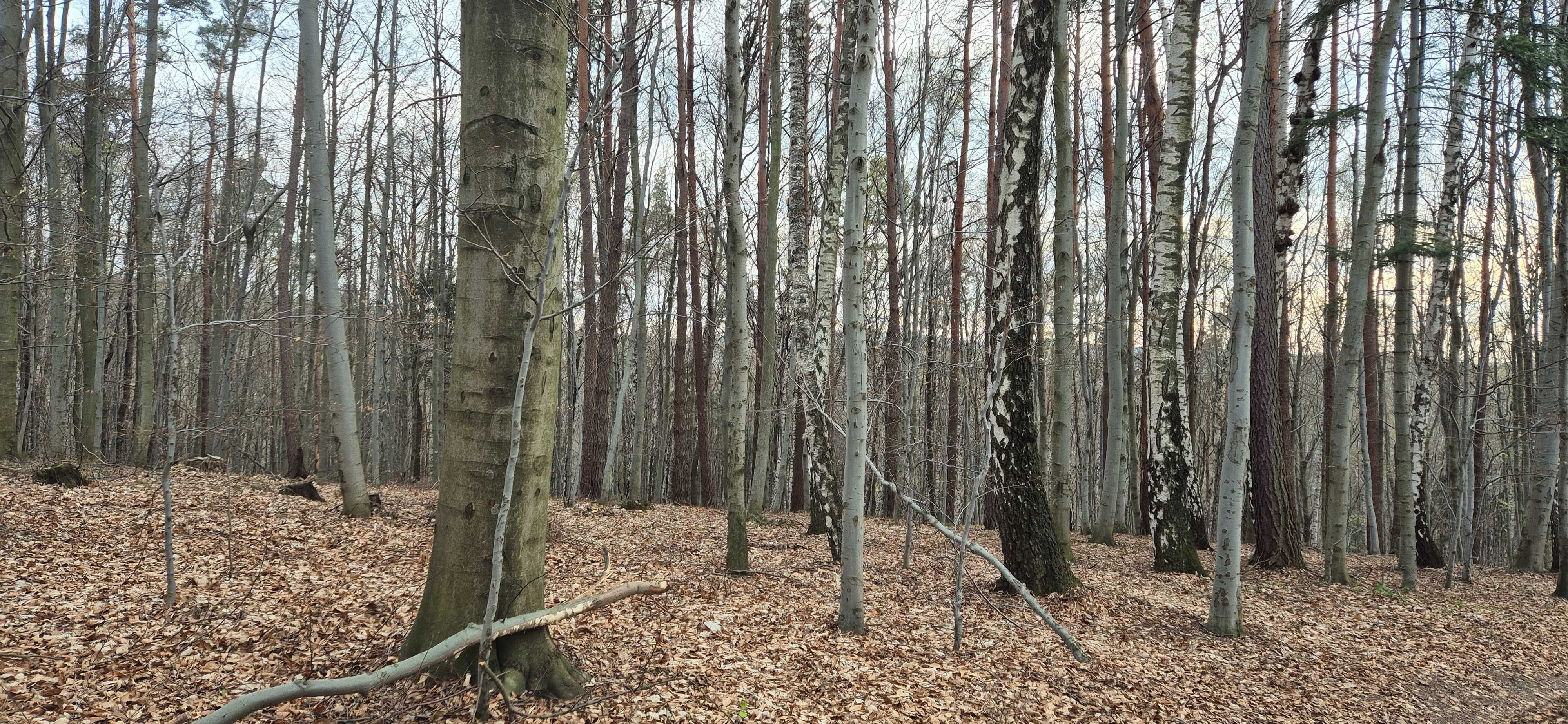 Las na sprzedaż 42 ary  Szufnarowa