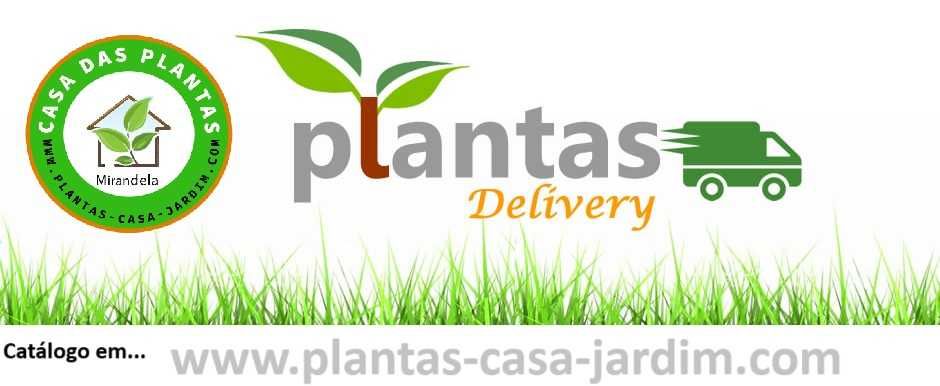 Photinia x fraseri 'Red Robin', bem ramificadas, ideal para sebe