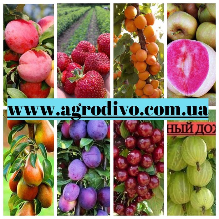 Саджанці плодових дерев, кущів, троянд на agrodivo.com.ua