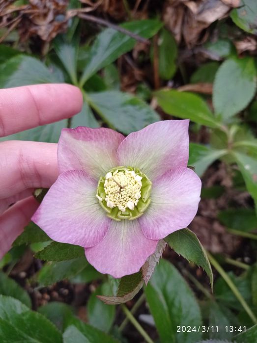 Морозники по 150 грн.