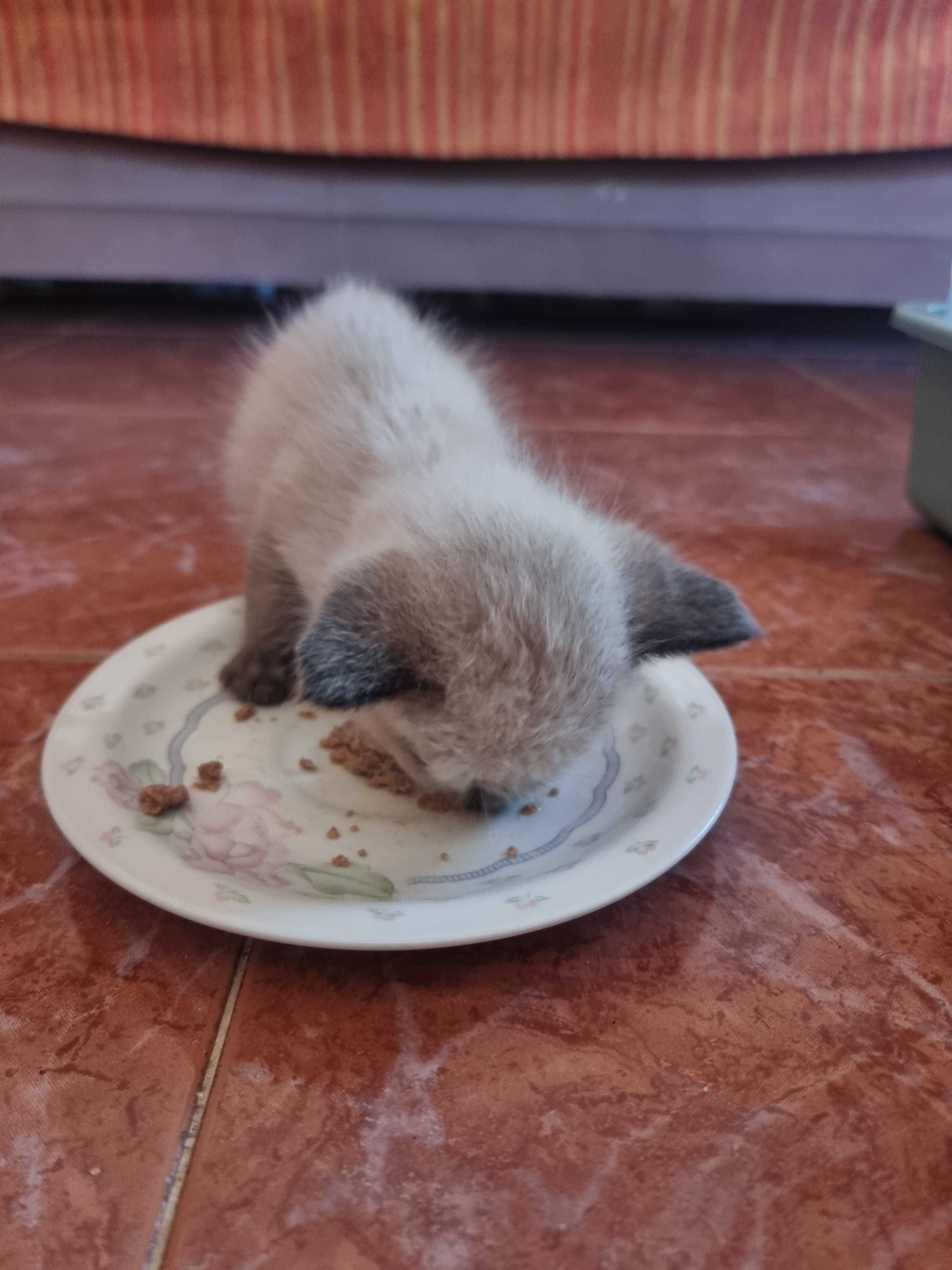 Adoçao responsavel de gatinhos