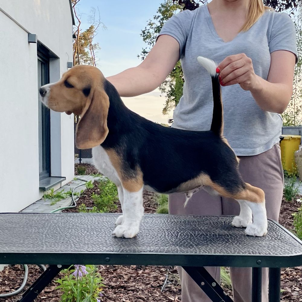 Beagle chłopiec ZKwP/ FCI z domowej hodowli