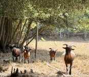 Casal e 2 filhas - cabras anas