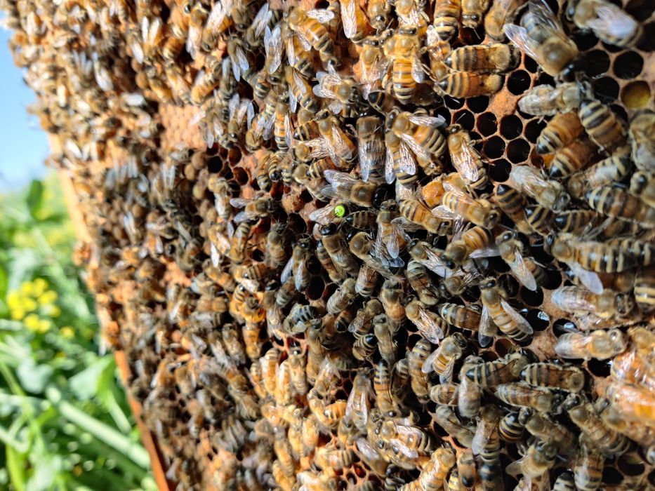 Matki pszczele buckfast i Carnica unasiennione naturalnie celle pesche