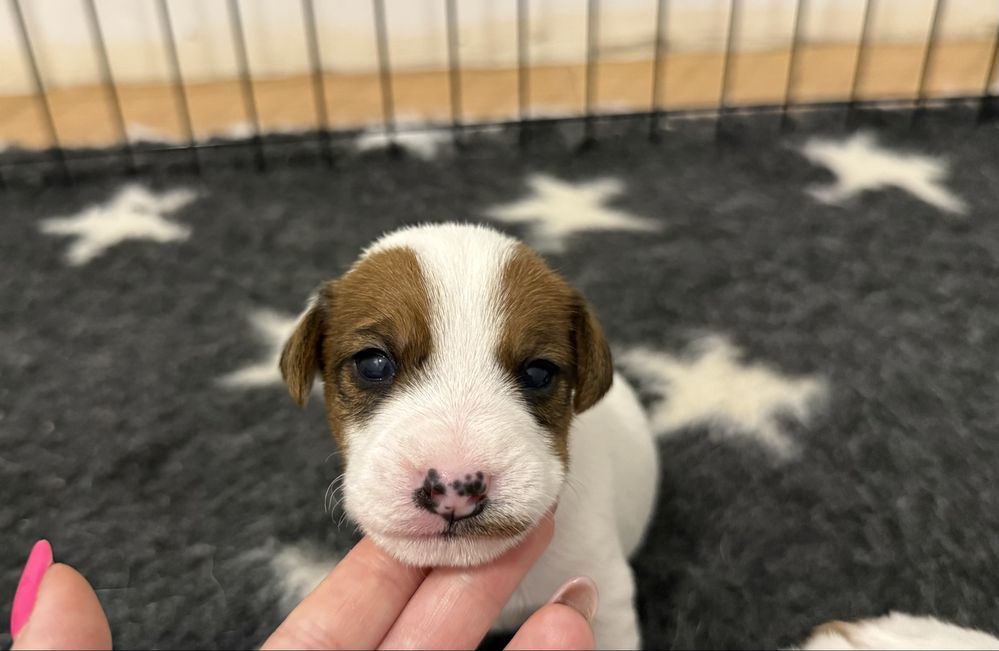 Parson Russell Terrier samiec do odbioru na początku sierpnia