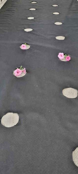 Agrotkanina pod borówkę czarna 1,1m x 100m P-90 z otworami