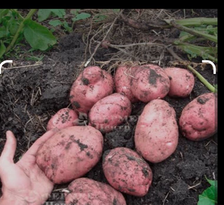 Продам картоплю Белла Роса