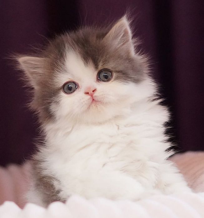 Вік: 2 місяці. Котики