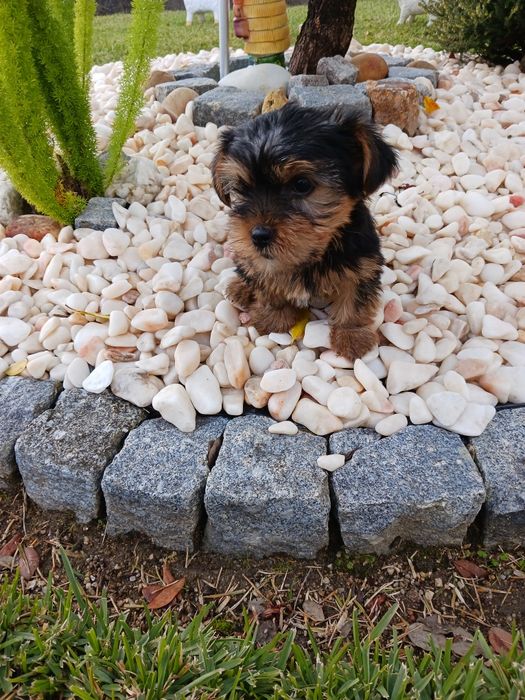 Yorkshire terrier macho