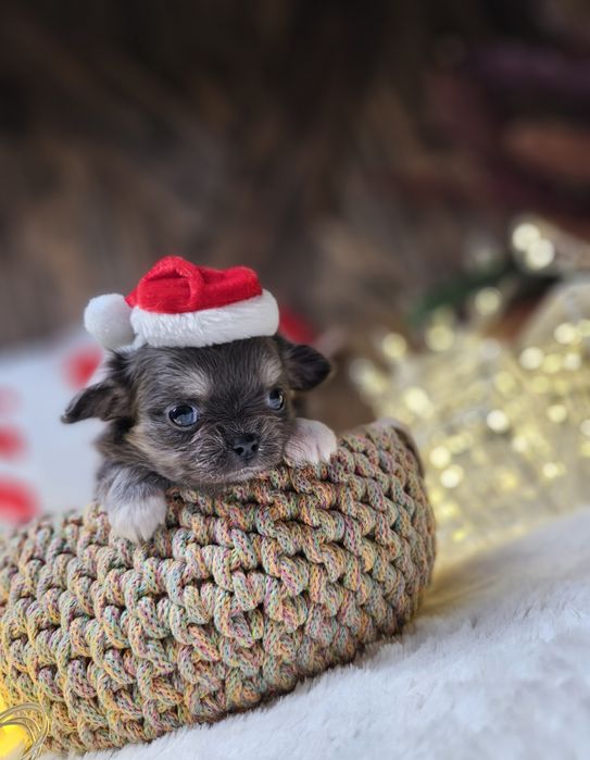 Chihuahua śliczna niebieska suczka