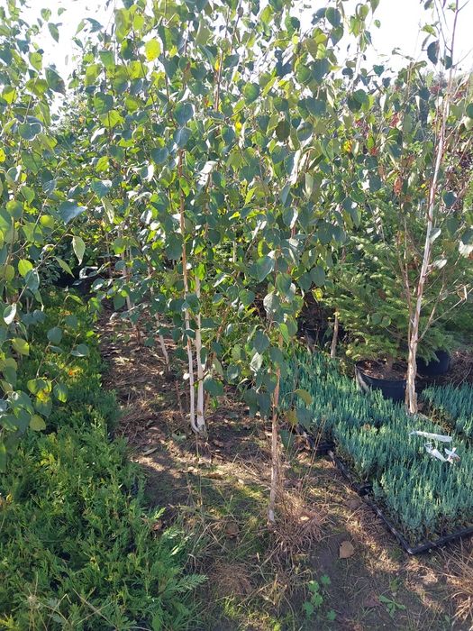 Brzoza dorebos 150cm-370cm