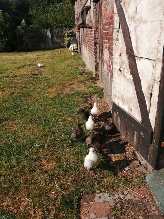 Jajka od szczęśliwych Silek sprzedam