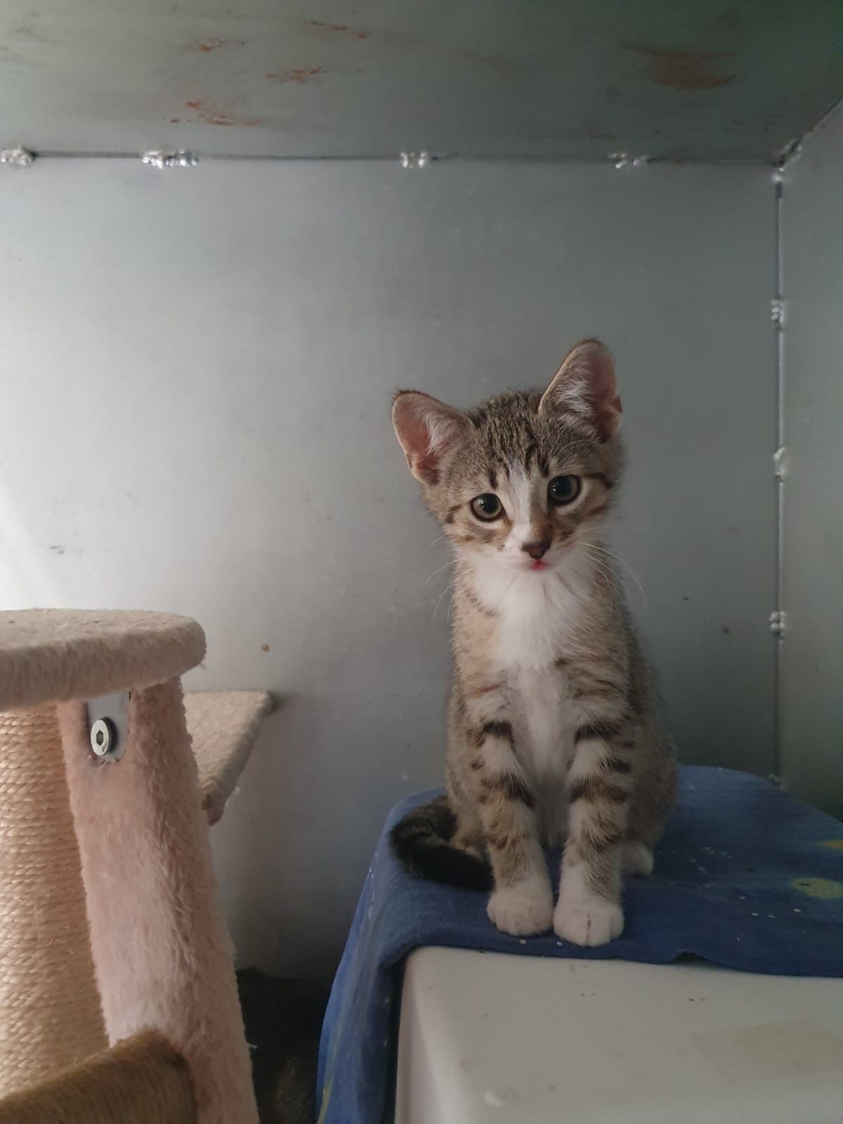 Koty do adopcji OLEŚNICA
