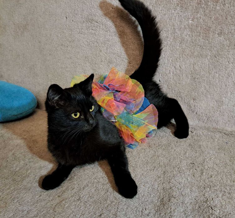 Майже пантера  ( вже  стерилізована ! )