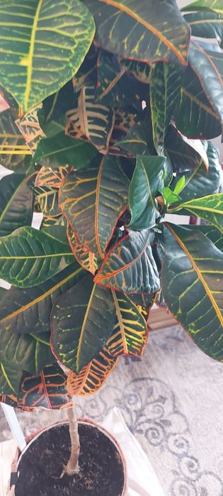 Растение кротон продам