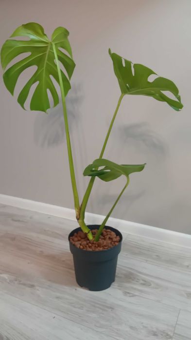 Монстера | Monstera deliciosa