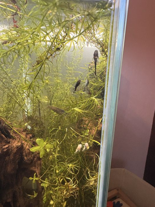 Młode glonojad/ zbrojnik