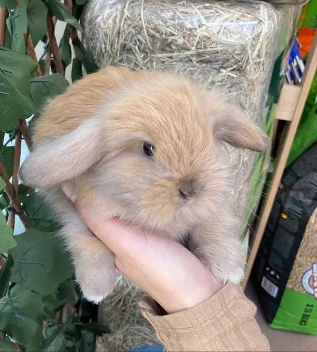 Coelhos Anões Mini Loop , Orelhudo (Loja Profissional)